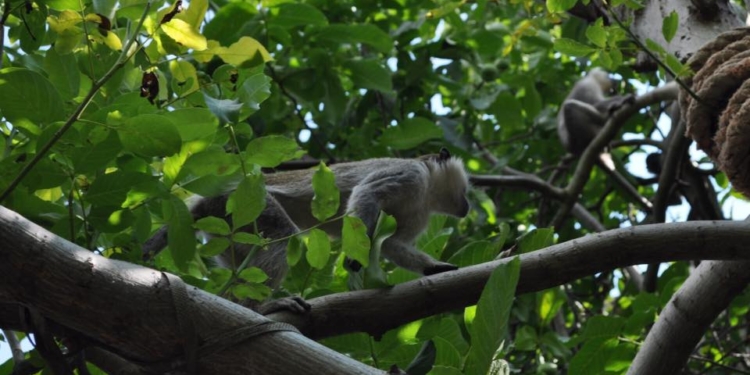 Под Одессой обезьяны разоряют дачи – сбежали из частного зоопарка