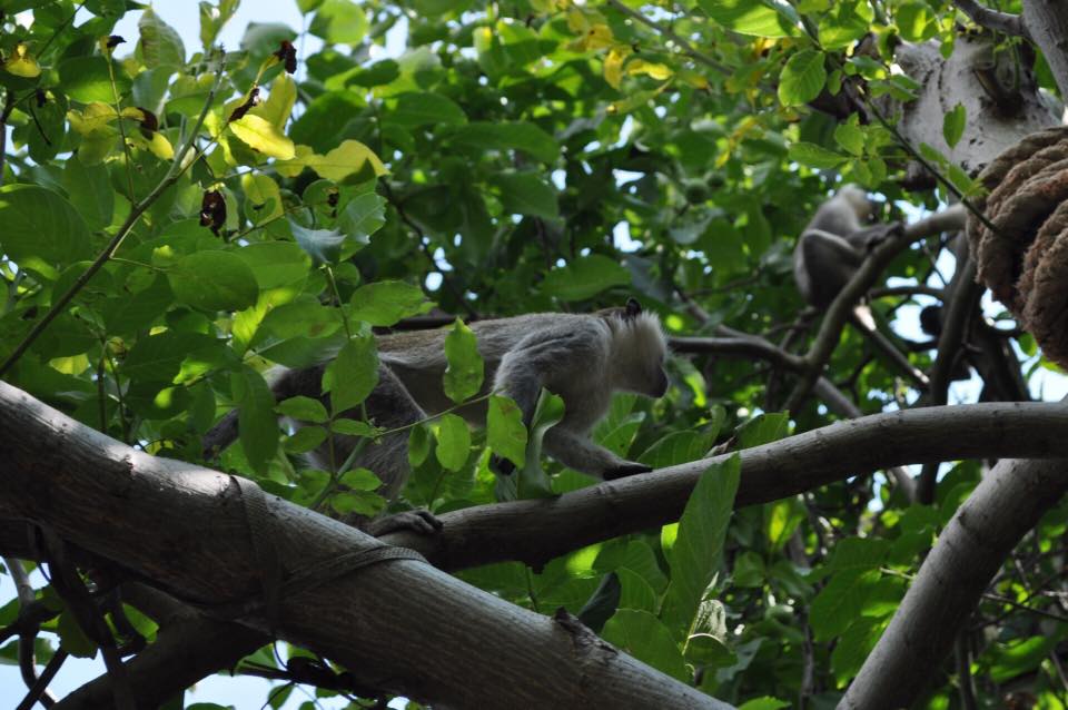Под Одессой обезьяны разоряют дачи - сбежали из частного зоопарка 11