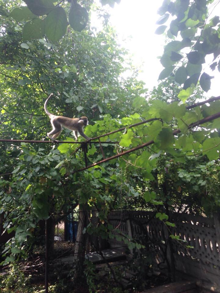 Под Одессой обезьяны разоряют дачи - сбежали из частного зоопарка 1