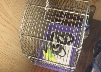 Жительница Николаева вышла на балкон и обнаружила змею в клетке с попугаем