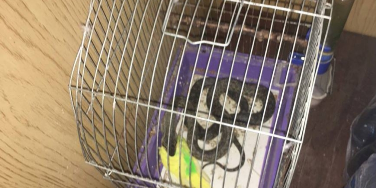Жительница Николаева вышла на балкон и обнаружила змею в клетке с попугаем