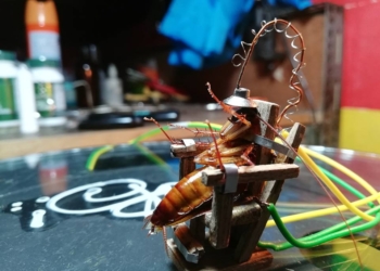 Чтобы умертвить таракана, живущий на Филиппинах скульптор создал специальный электрический стул