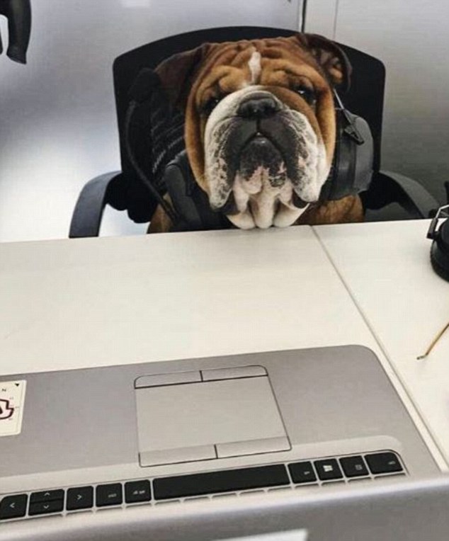 Знакомьтесь, это Роско: у собаки звезды Формулы-1 – 142 тыс. подписчиков в Instagram и заработок $700 в день в качестве модели 9