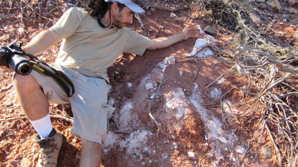 В аргентинской провинции Сан-Хуан были обнаружены останки ранее неизвестного вида динозавров, который получил название Ingenia prima - первый гигант 1