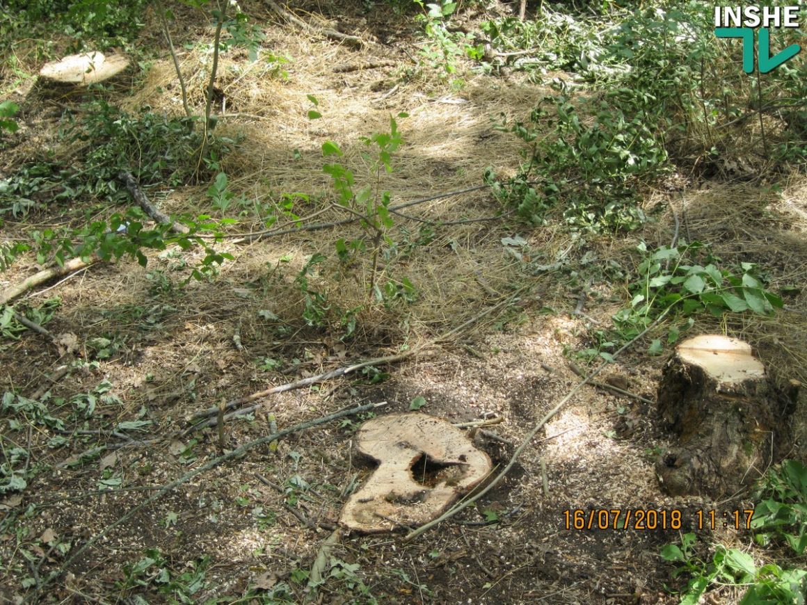 Сельсовет в Доманевском районе заявил о незаконной вырубке дубов и ясеней на территории лесополосы 7