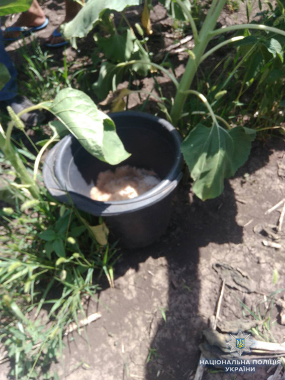 На Николаевщине «агроном-селекционер» выращивал разные сорта конопли – полиция изъяла свыше 1 тысячи кустов 7