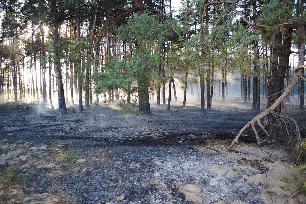 Под Николаевом снова подожгли Матвеевский лес, а в Очаковском районе – стерню на поле 7