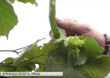 В Умани могут вырубить 12-летний фундуковый сад – 10 га нужны под застройку