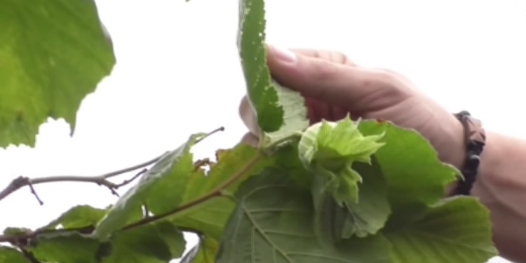 В Умани могут вырубить 12-летний фундуковый сад – 10 га нужны под застройку