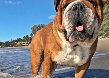 Знакомьтесь, это Роско: у собаки звезды Формулы-1 – 142 тыс. подписчиков в Instagram и заработок $700 в день в качестве модели