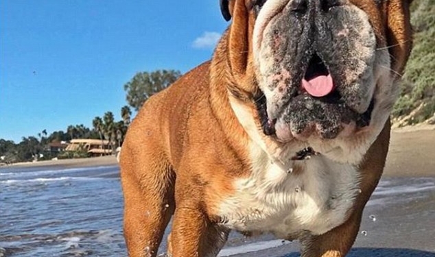 Знакомьтесь, это Роско: у собаки звезды Формулы-1 – 142 тыс. подписчиков в Instagram и заработок $700 в день в качестве модели