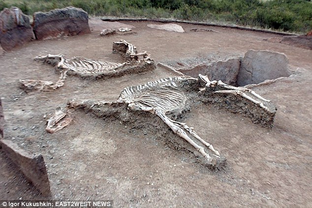В Казахстане археологи нашли диковинное 5000-летнее захоронение: мужчина и женщина – рядом с колесницей и двумя лошадьми 9
