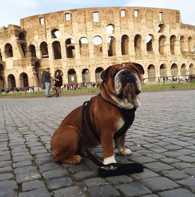 Знакомьтесь, это Роско: у собаки звезды Формулы-1 – 142 тыс. подписчиков в Instagram и заработок $700 в день в качестве модели 1