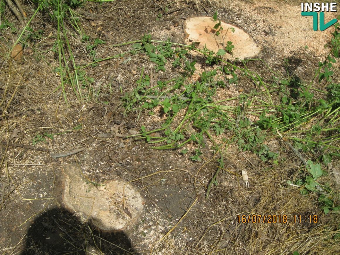 Сельсовет в Доманевском районе заявил о незаконной вырубке дубов и ясеней на территории лесополосы 11