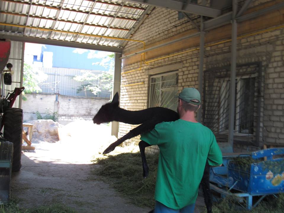 Николаевскому зоопарку бизнесмен из Днепра подарил самца альпаки – сегодня животное привезли в Николаев 11