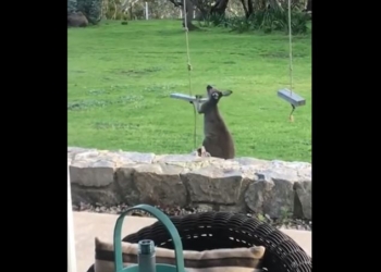 В Австралии стаи кенгуру добрались до столицы – объедают дворы и катаются на качелях