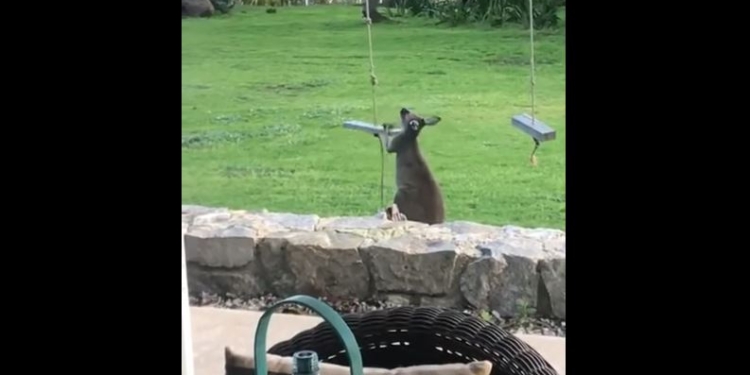 В Австралии стаи кенгуру добрались до столицы – объедают дворы и катаются на качелях