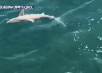 Возмездие. Окунь напал на акулу. Правда, он был больше