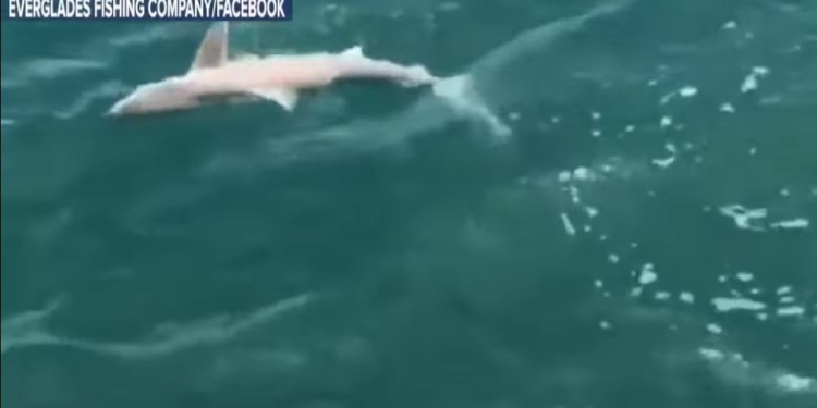 Возмездие. Окунь напал на акулу. Правда, он был больше