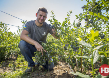 Ягоды со вкусом денег. Черника, голубика и малина из Украины завоевали рынок ЕС