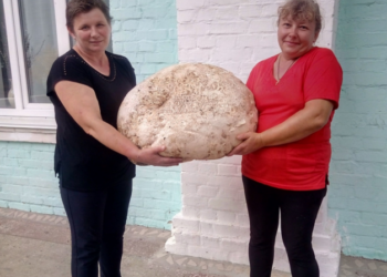 Огромный гриб вырос на Киевщине. Но рекорд зафиксировать не успели