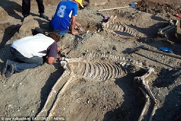 В Казахстане археологи нашли диковинное 5000-летнее захоронение: мужчина и женщина – рядом с колесницей и двумя лошадьми 15