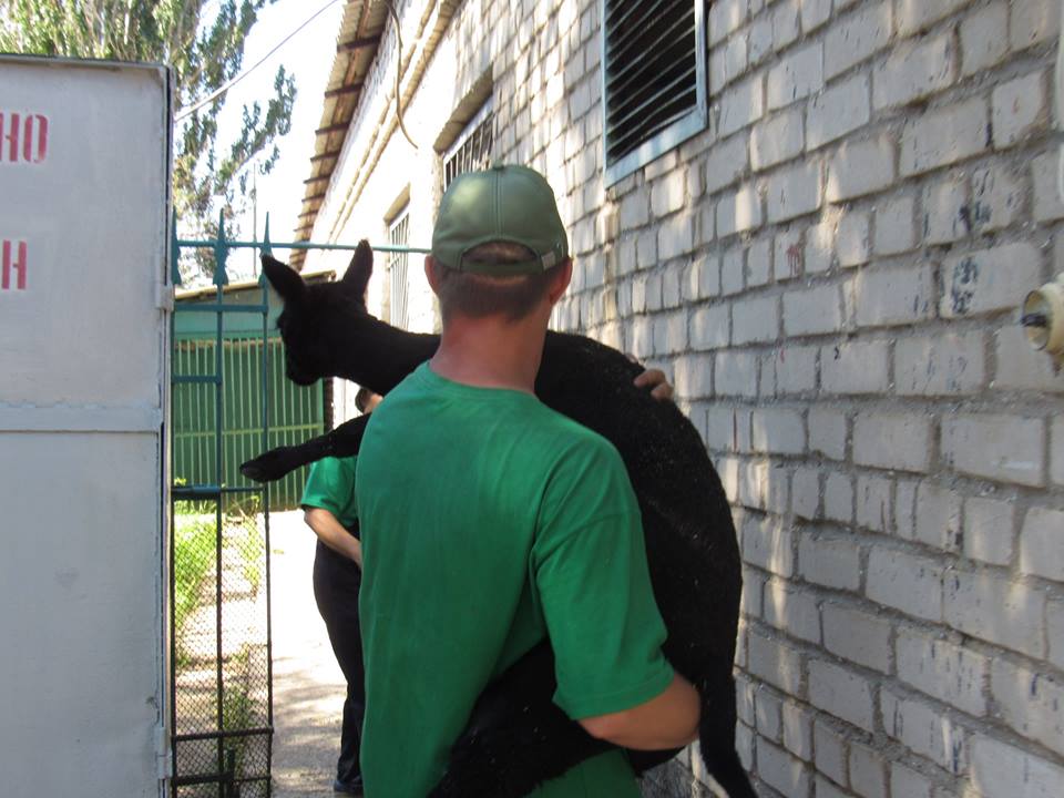 Николаевскому зоопарку бизнесмен из Днепра подарил самца альпаки – сегодня животное привезли в Николаев 15