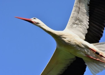 Аисту звонили? По карте GPS-трекера окольцованной птицы кто-то наговорил на крупную сумму