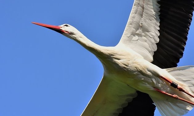 Аисту звонили? По карте GPS-трекера окольцованной птицы кто-то наговорил на крупную сумму
