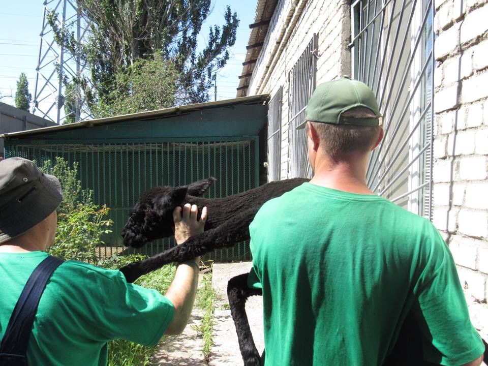 Николаевскому зоопарку бизнесмен из Днепра подарил самца альпаки – сегодня животное привезли в Николаев 17