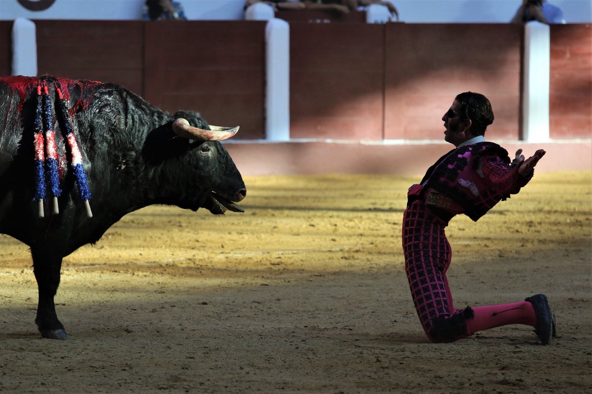 Кровавая коррида. Бык снял скальп с матадора (18+)