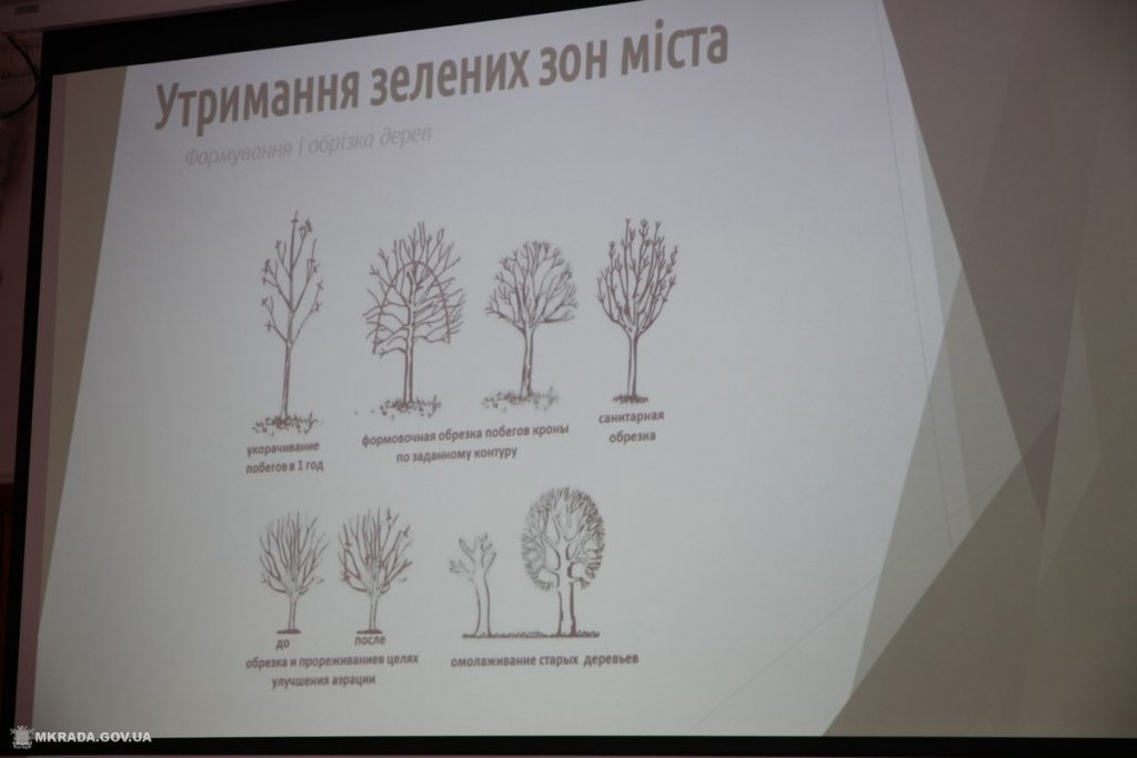 «Ситуация критическая, если не сказать еще хуже»: мэр Николаева недоволен уходом за зеленым хозяйством города 7