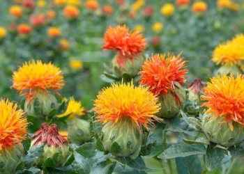 В Херсонской и Запорожсокй областях начали выращивать уникальную масличную культуру