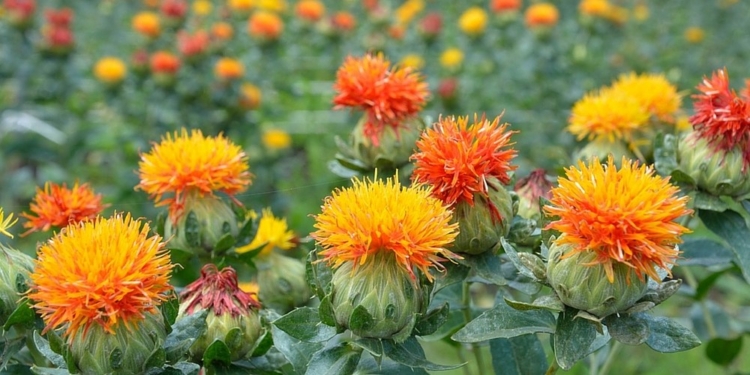 В Херсонской и Запорожсокй областях начали выращивать уникальную масличную культуру