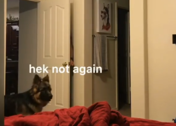 Хозяин показал немецкую овчарку, которая совсем не умеет играть в прятки