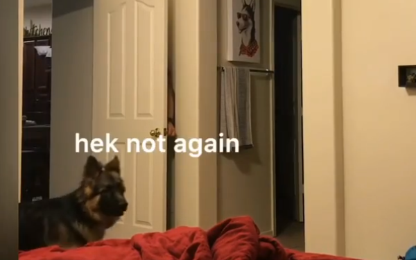 Хозяин показал немецкую овчарку, которая совсем не умеет играть в прятки