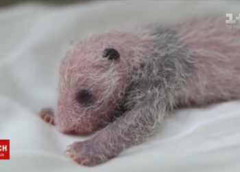 Китайские зоологи показали видео рождения черно-белой панды