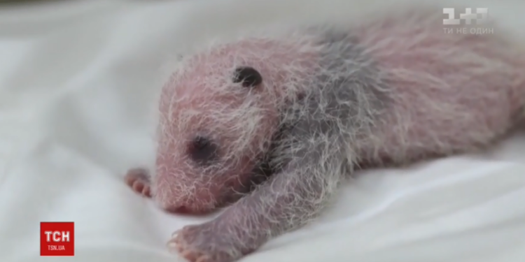 Китайские зоологи показали видео рождения черно-белой панды