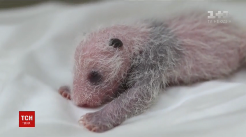 Китайские зоологи показали видео рождения черно-белой панды 1