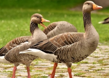 Гуси виноваты: на Херсонщине дядя подстрелил племянника