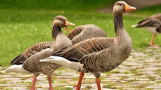 Гуси виноваты: на Херсонщине дядя подстрелил племянника