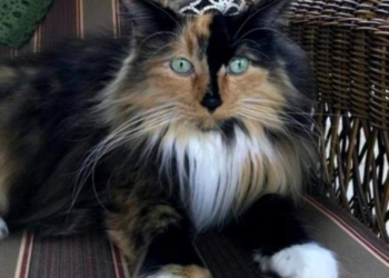 Мэр поселения Омен  был облечен доверием избирателей за то, что гонял  собак и козу