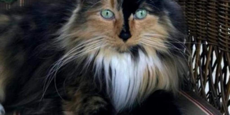 Мэр поселения Омен  был облечен доверием избирателей за то, что гонял  собак и козу