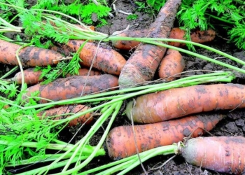 На Николаевщине полиция выявила похитителей моркови