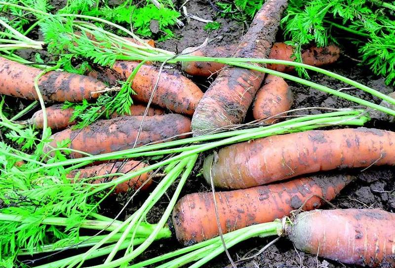 На Николаевщине полиция выявила похитителей моркови 1