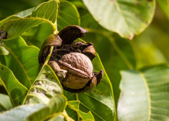 А вы знали? Второй по величине ореховый сад в Украине растет в Николаевской области