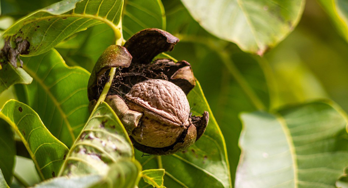А вы знали? Второй по величине ореховый сад в Украине растет в Николаевской области
