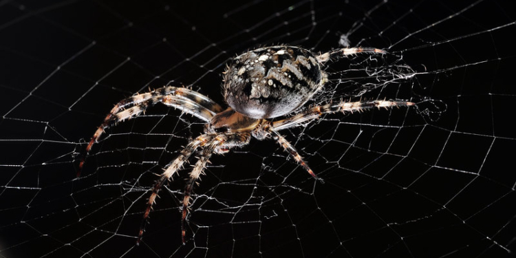 Пауки летают, используя электромагнитные поля