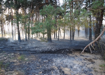 На Николаевщине из-за поджога сгорело 0,3 га хвойной подстилки в лесном урочище и 7 га открытой территории