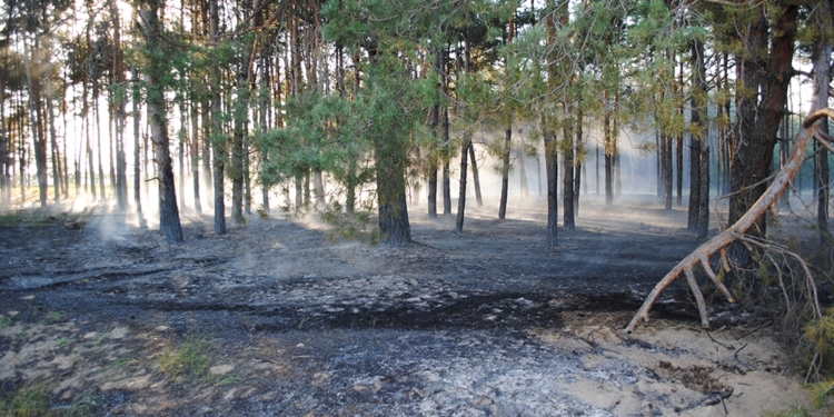 На Николаевщине из-за поджога сгорело 0,3 га хвойной подстилки в лесном урочище и 7 га открытой территории